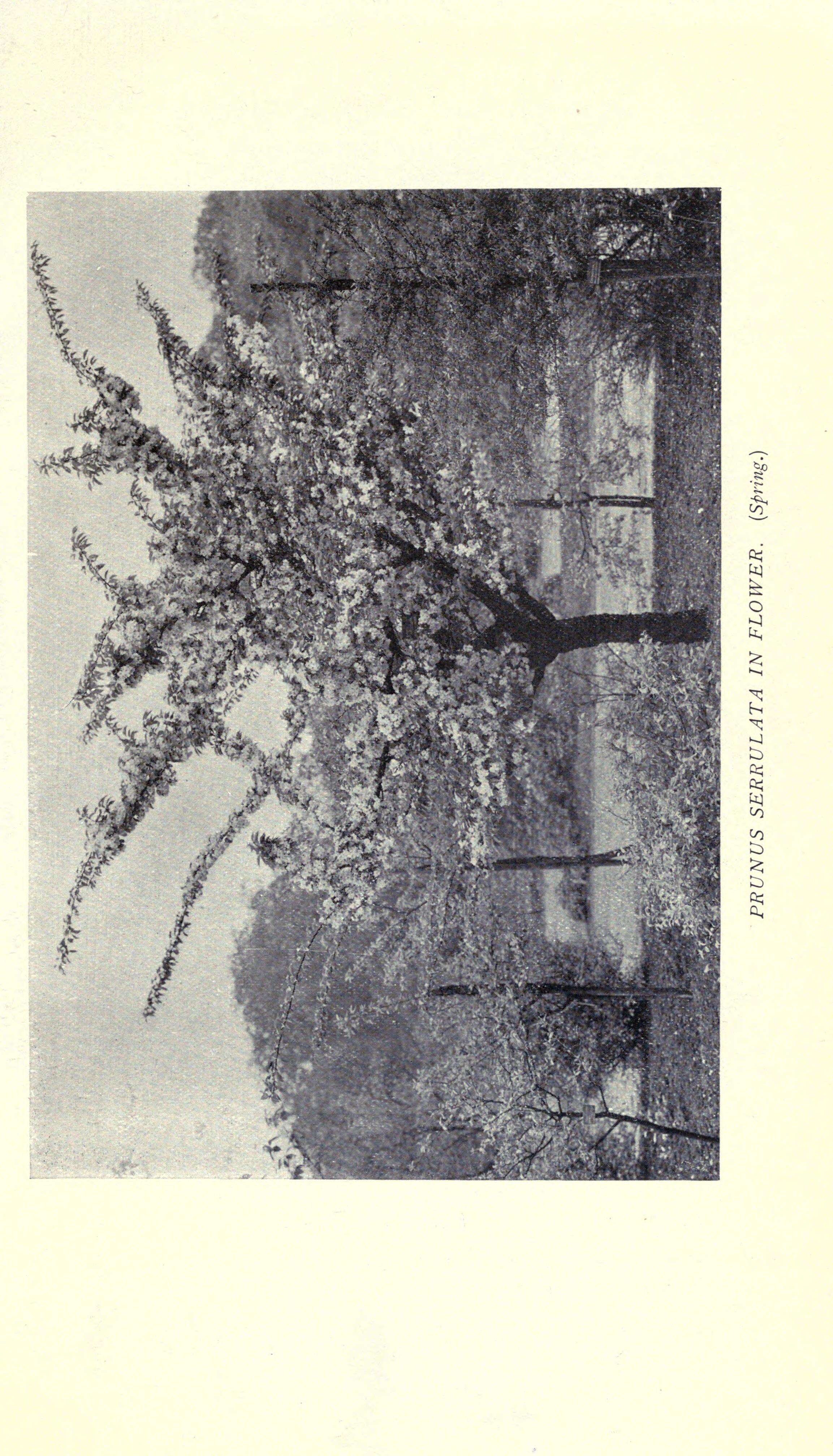 Image of plum