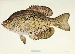 Image of Calico Bass