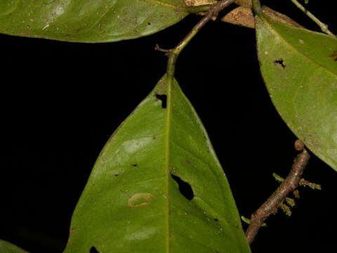 Image of Mosannona costaricensis (R. E. Fr.) Chatrou