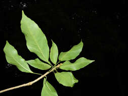 Image of dendropanax