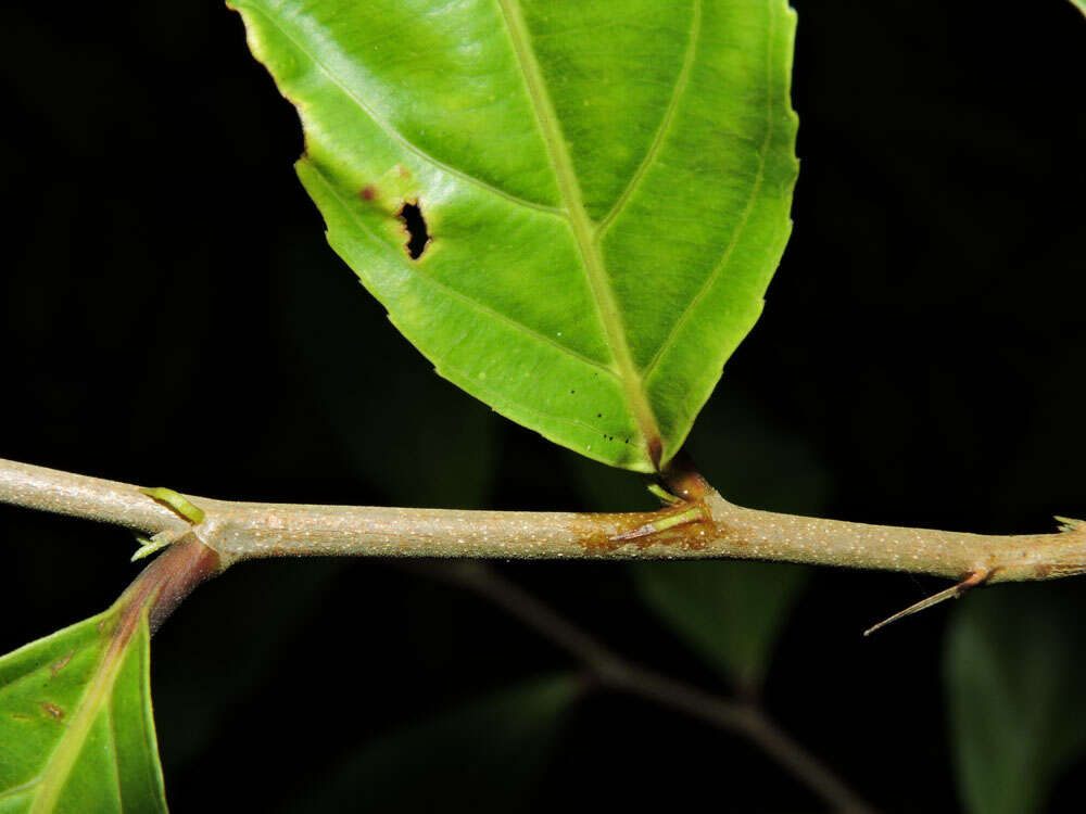 Image of Casearia commersoniana Cambess.