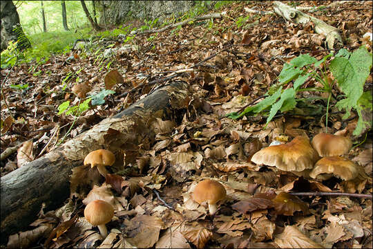 Image of Psathyrella candolleana (Fr.) Maire 1937