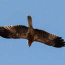 Image of Whistling Kite