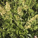 Image of Richardson's Alumroot