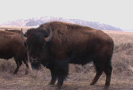 Image of Bison C. H. Smith 1827