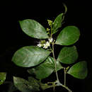 Image of Hirtella papillata G. T. Prance