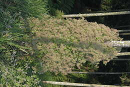 Image of hempvine