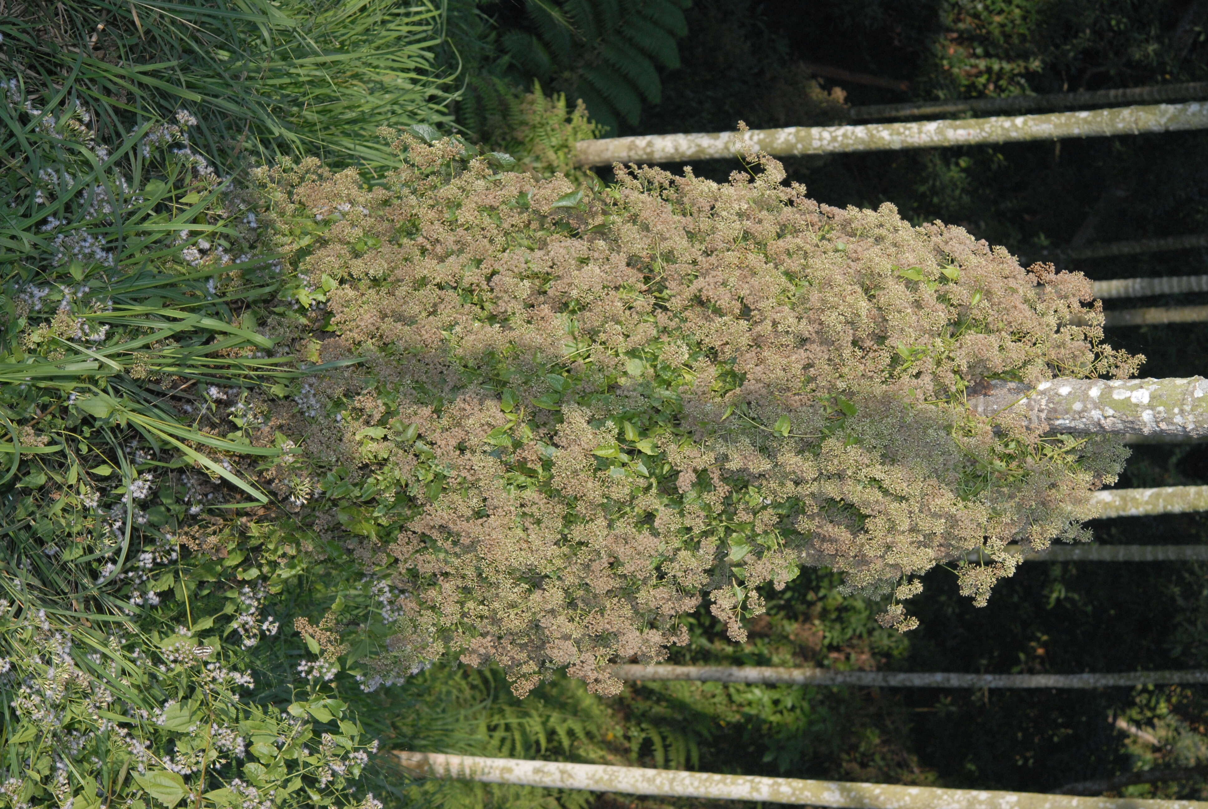 Image of hempvine