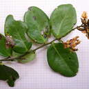 Image of Zollernia latifolia Benth.