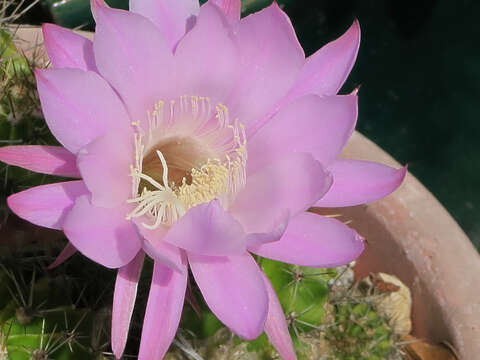 Image of Easter Lily Cactus