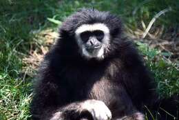 Image of gibbons