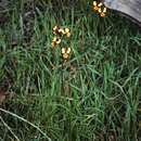 Image of Eastern wallflower orchid