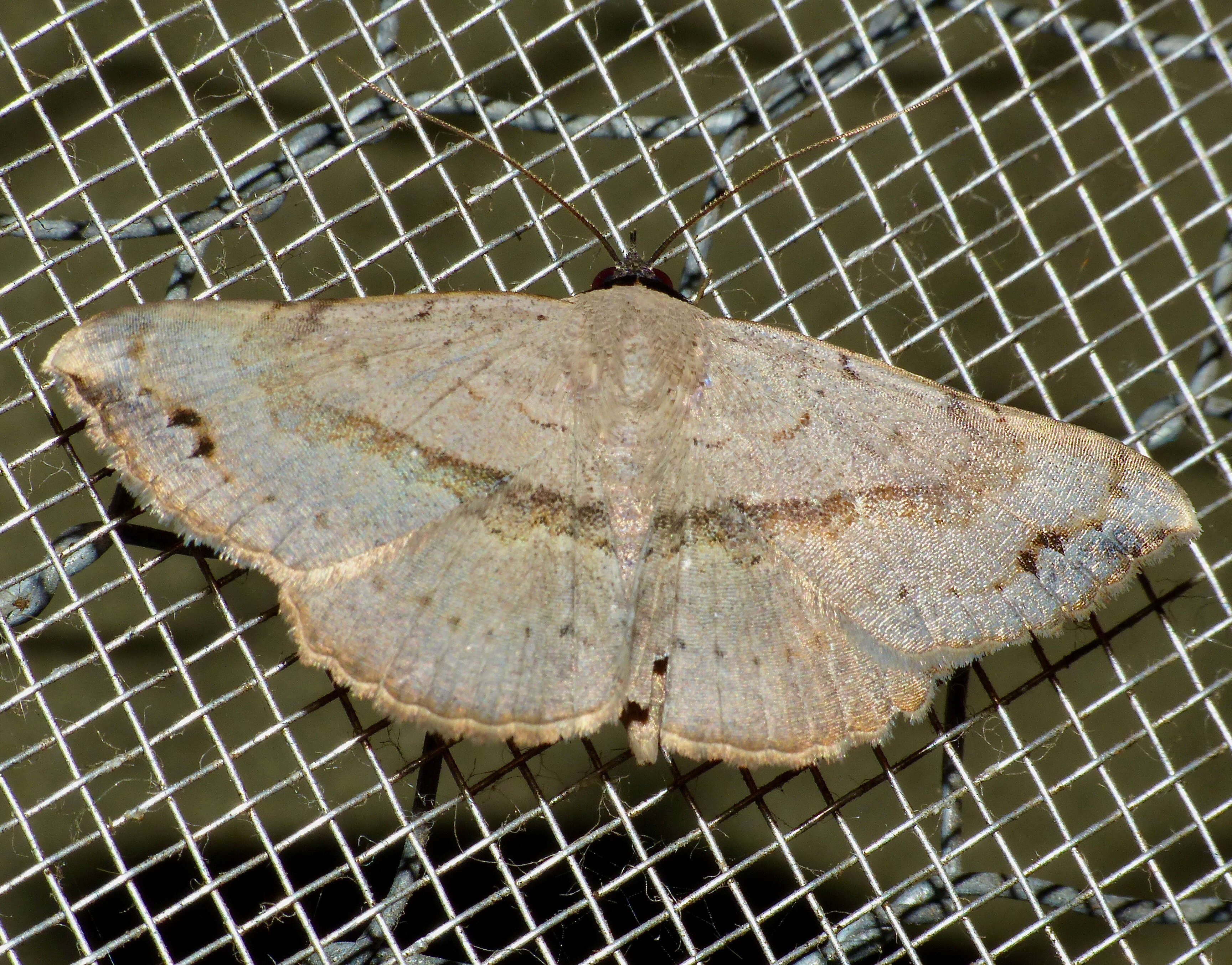Image of Fruit-piercing Moths