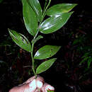 Imagem de Ichnanthus nemoralis (Schrad.) Hitchc. & Chase