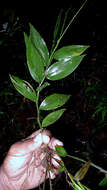 Imagem de Ichnanthus nemoralis (Schrad.) Hitchc. & Chase