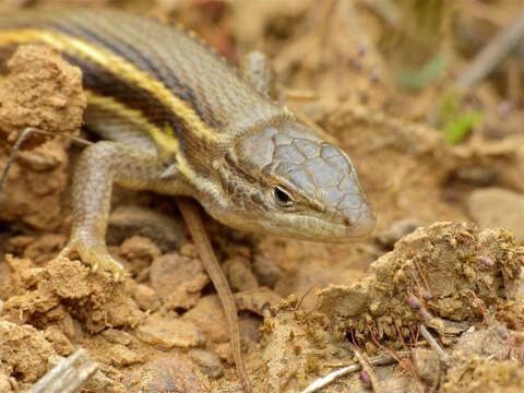 Psammodromus algirus (Linnaeus 1758) resmi