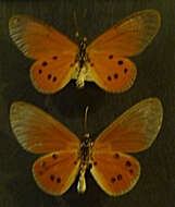 Image of Acraea damii Snellen van Vollenhoven 1869