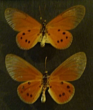 Image of Acraea damii Snellen van Vollenhoven 1869