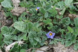 Image of Solanum acaule Bitter