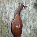 Image of Rosy wolfsnail