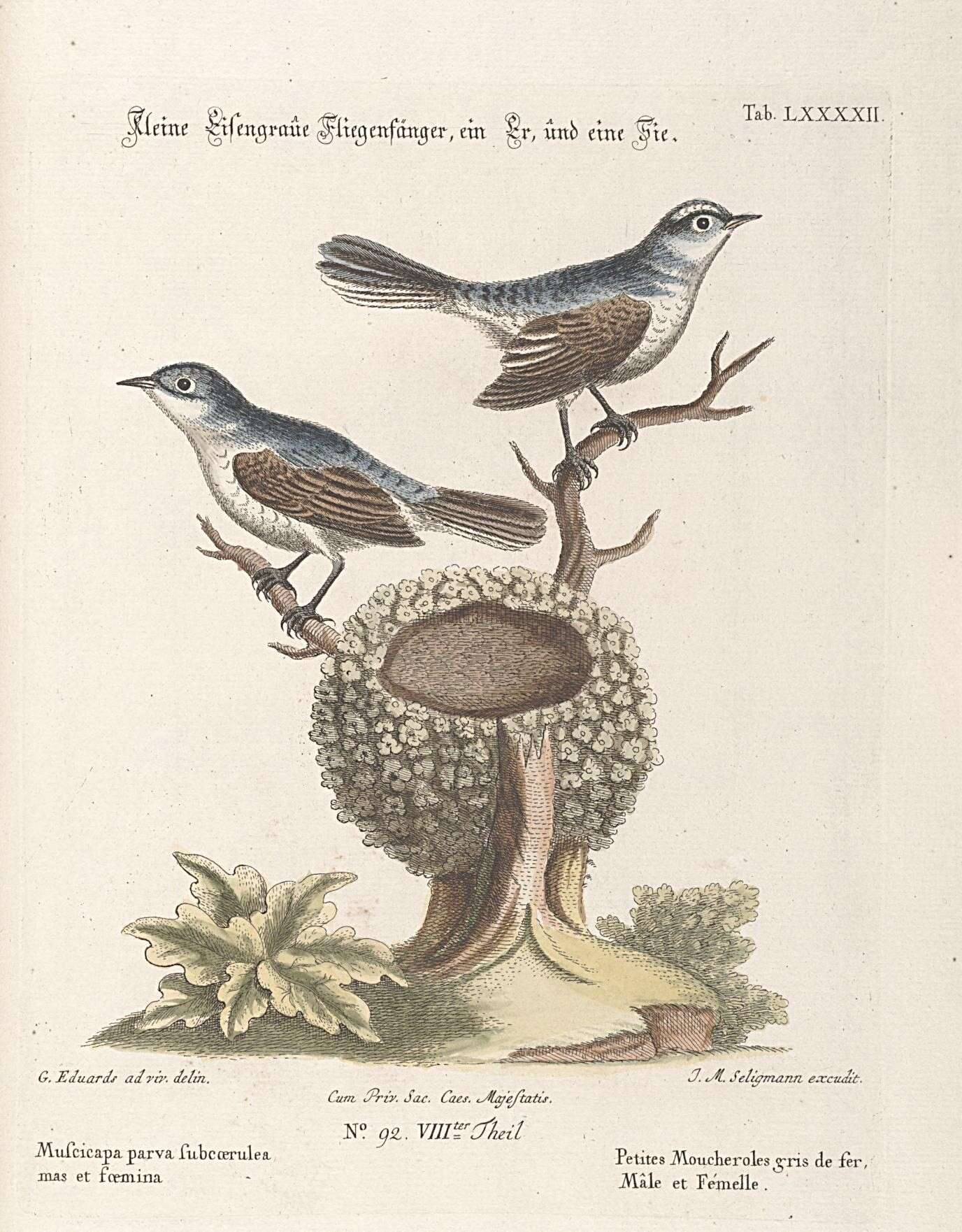 Image of gnatcatchers