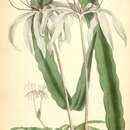 Imagem de Crinum purpurascens Herb.