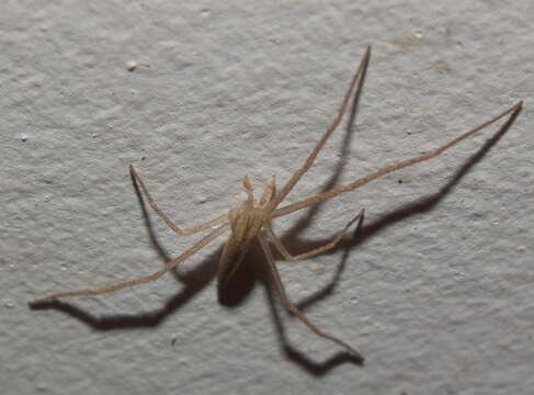 Image of Slender Crab Spiders