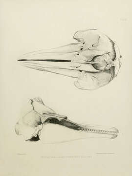 Image of Peponocephala Nishiwaki & Norris 1966
