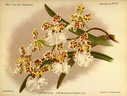 Image of rat-tail orchid
