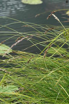 Plancia ëd Carex paniculata L.