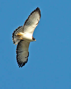 Image of Buteo Lacépède 1799