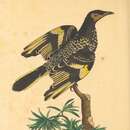 Image of Regent Honeyeater