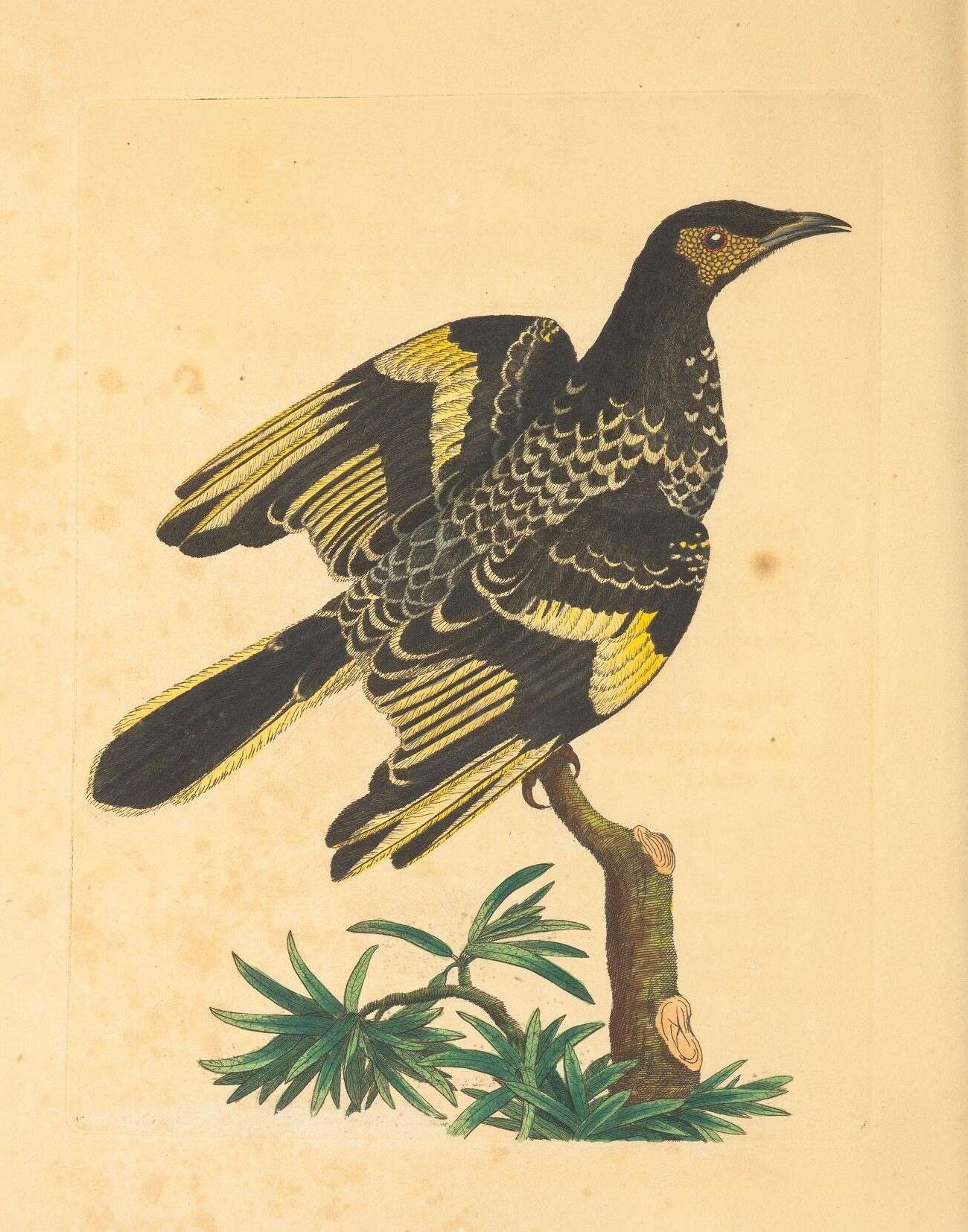 Image of Anthochaera Vigors & Horsfield 1827