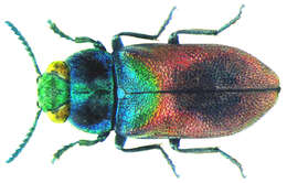 Image of Pasture Splendour Beetle