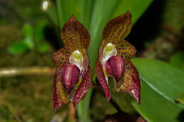 Image of Bulbophyllum subumbellatum Ridl.