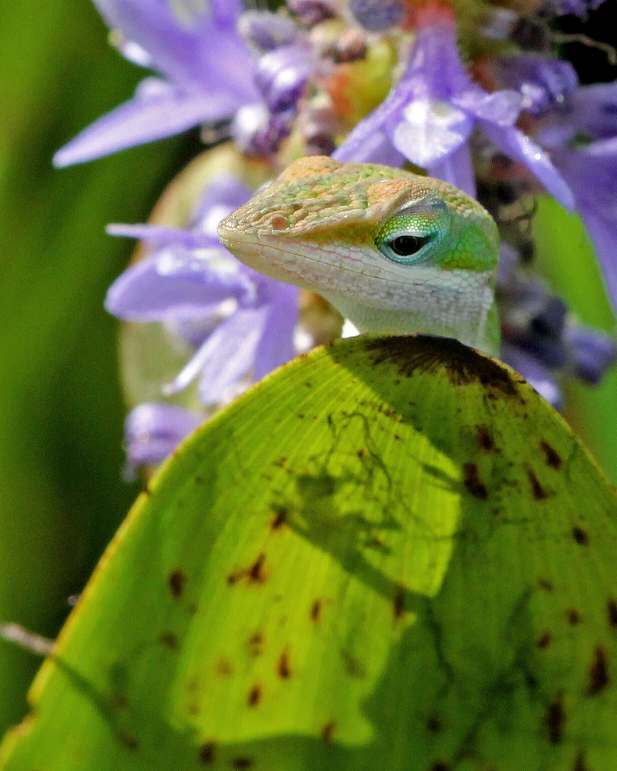 صورة Dactyloidae