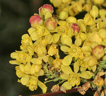 Image of Barberry