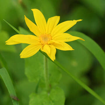 Image of heartleaf arnica