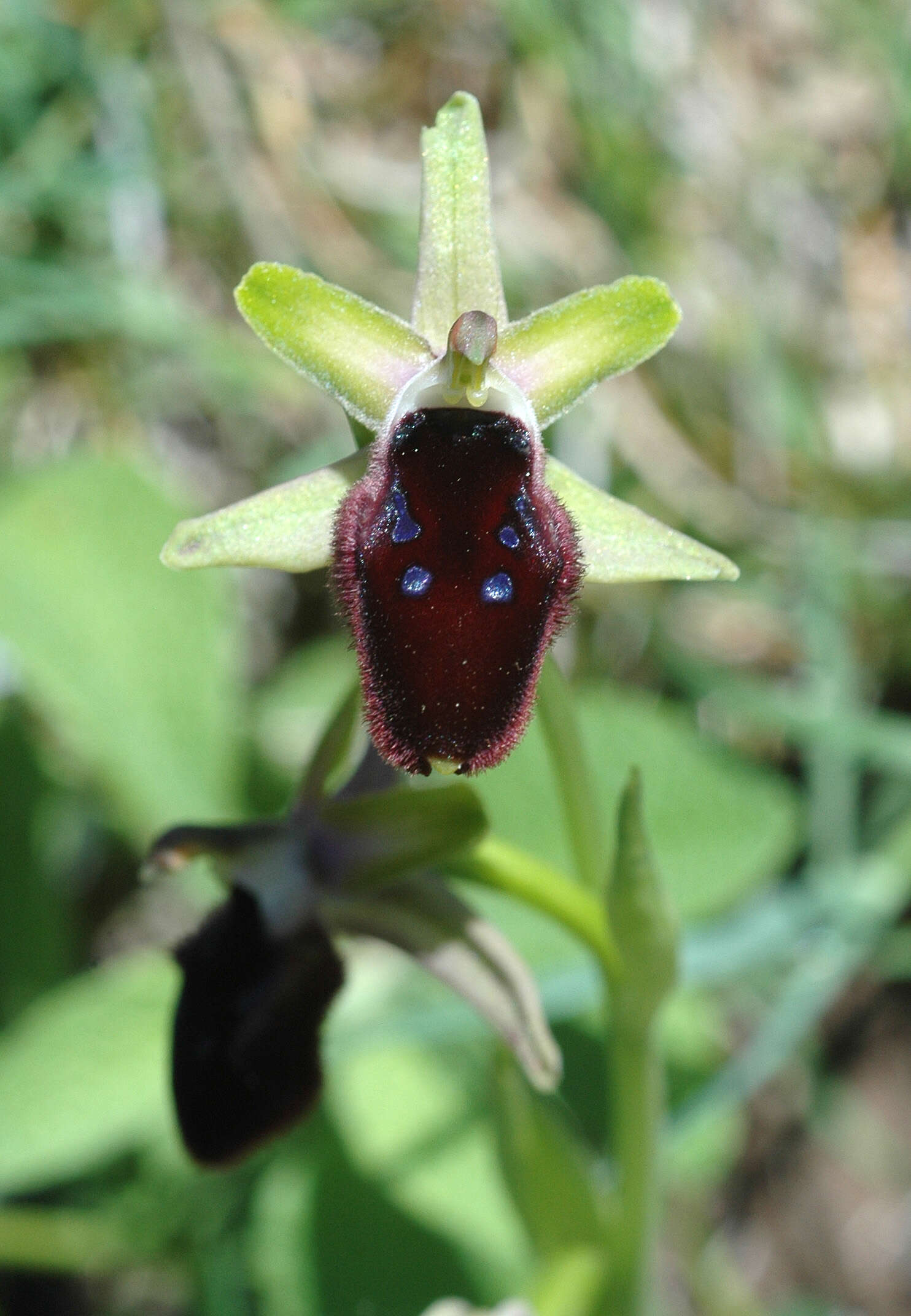 Image of Ophrys flavicans Vis.