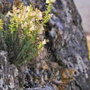 Image of Antirrhinum pulverulentum Láz.-Ibiza