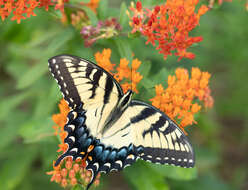 Image of Papilio