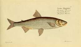 Image of whitefish