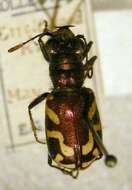 Image de Cicindela (Cicindela) fulgida Say 1823