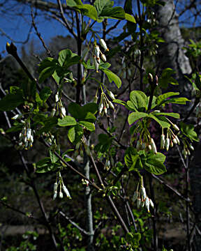 Image of Sierra bladdernut