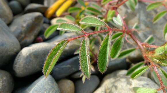 Imagem de Indigofera hirsuta L.