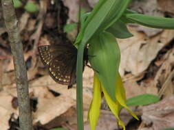 Image of Juvenal's Duskywing