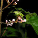 Conostegia subcrustulata (Beurl.) Triana的圖片