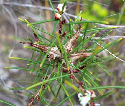 Imagem de Hakea teretifolia (Salisb.) Britten