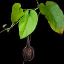 Image of Aristolochia maxima Jacq.