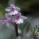 Image of Orchis anatolica Boiss.